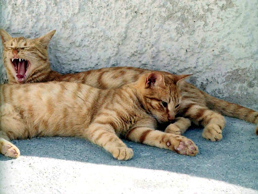 Gatti (172)